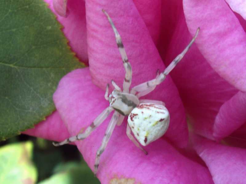 Thomisus onustus